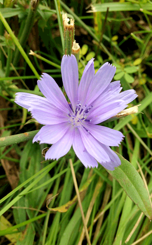 Purple flower in EcoSpec study field