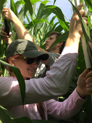 Students collecting plant measurements (e.g., plant height, chlorophyll content, leaf samples)