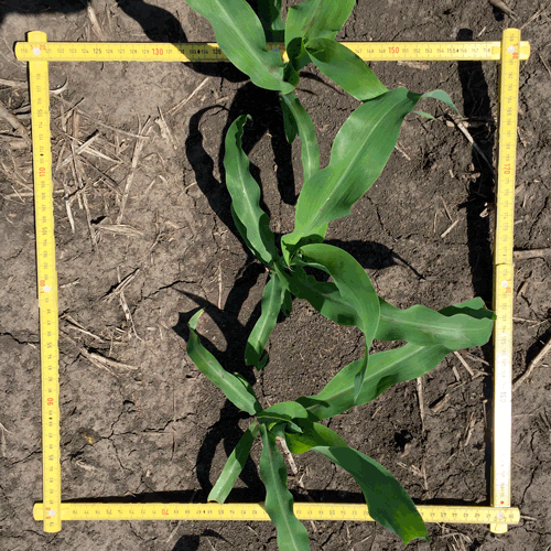 Foliage overhead view showing surrounding ground and measurement of growth